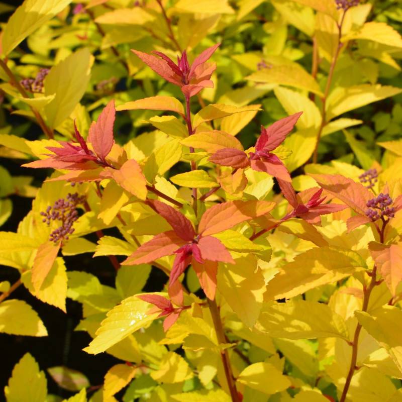 Spirée du Japon Little Flame® 'Minspil04', Spiraea à fleurs Rose - feuillage Caduc - Pot de 3L - 20/40 cm-  hauteur à maturité De 0,50 m à 1,00 m - Image 2