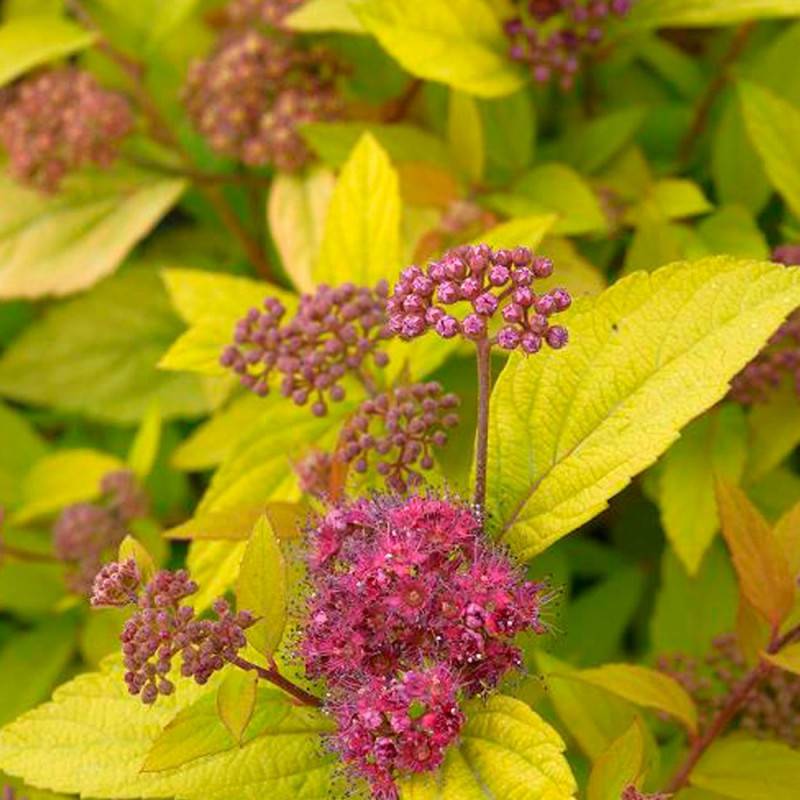 Spirée du Japon Little Flame® 'Minspil04', Spiraea à fleurs Rose - feuillage Caduc - Pot de 3L - 20/40 cm-  hauteur à maturité De 0,50 m à 1,00 m - Image 4