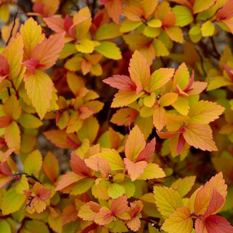 Spirée du Japon Little Flame® 'Minspil04', Spiraea à fleurs Rose - feuillage Caduc - Pot de 3L - 20/40 cm-  hauteur à maturité De 0,50 m à 1,00 m - Image 5