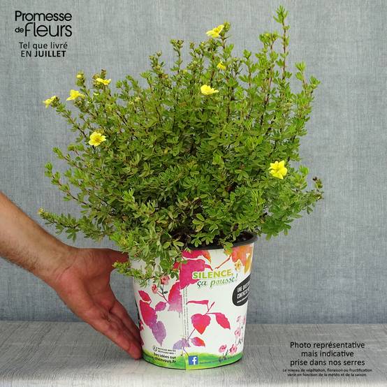Potentille arbustive - Potentilla fruticosa Double Punch Gold Pot de 2L/3L - Image 2