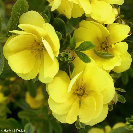 Potentille arbustive - Potentilla fruticosa Double Punch Gold Pot de 2L/3L - Image 1