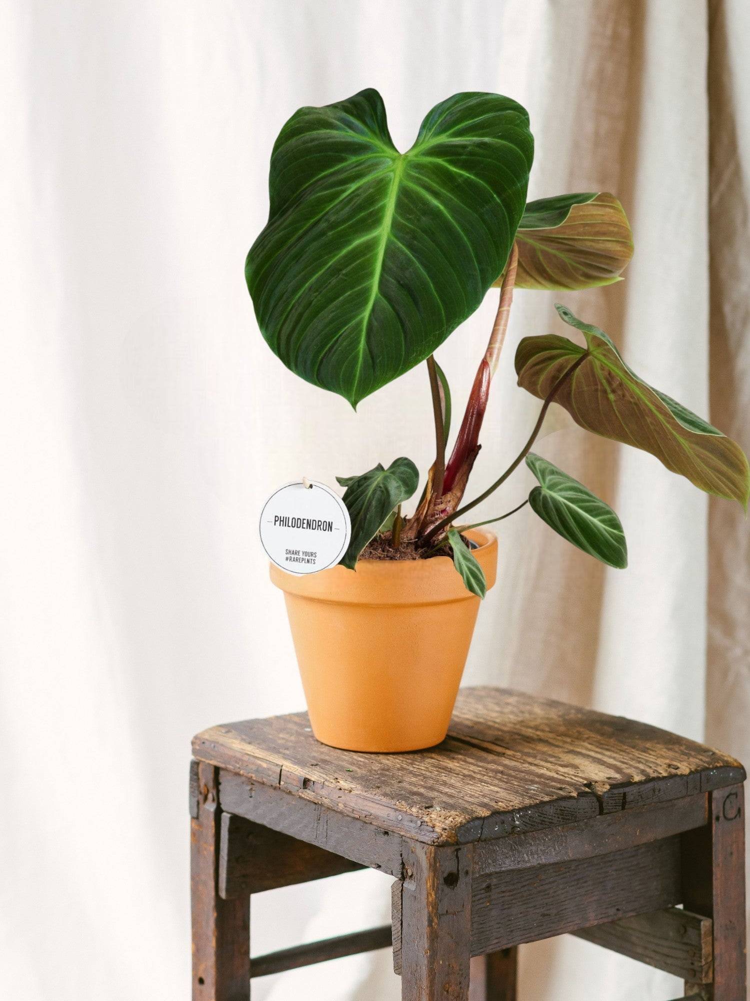 Philodendron El Choco Red 50cm - Plante d'intérieur- La Green Touch - Image 2