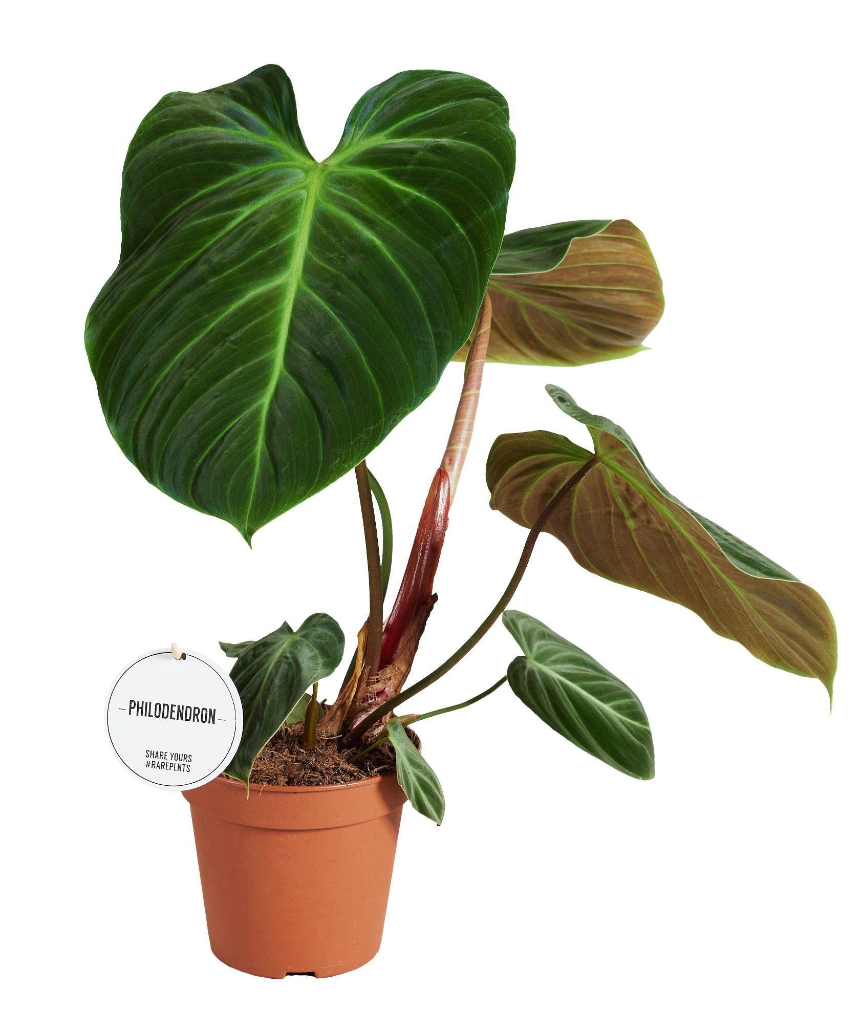 Philodendron El Choco Red 50cm - Plante d'intérieur- La Green Touch - Image 4