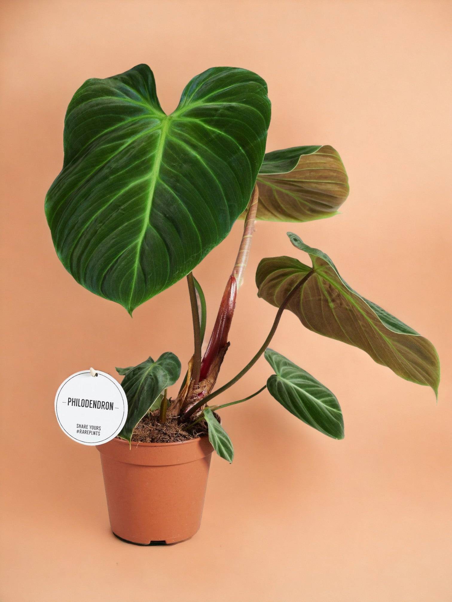 Philodendron El Choco Red 50cm - Plante d'intérieur- La Green Touch - Image 3