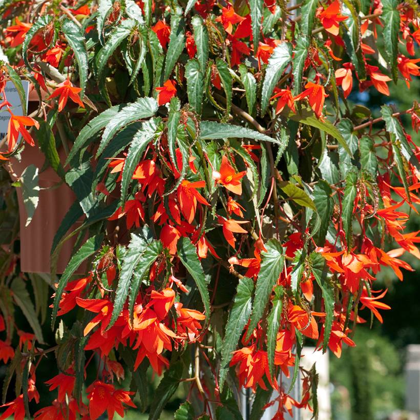 Graines de Bégonia de Bolivie - Begonia boliviensis  le sachet de 8 graines environ
