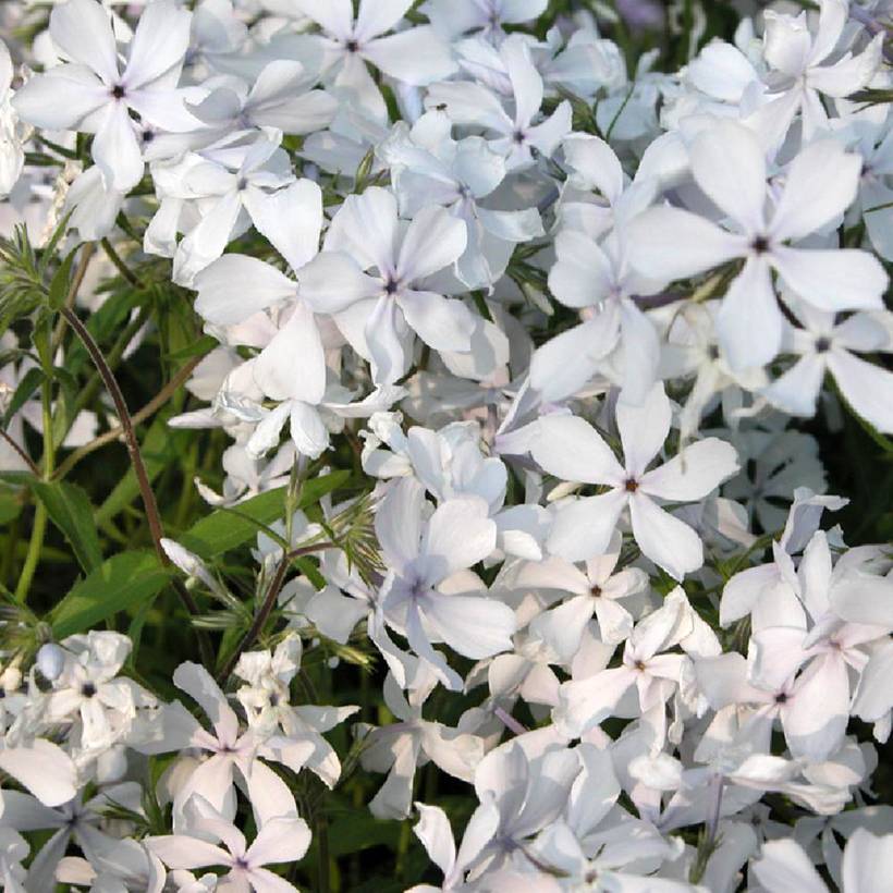 Promesse de Fleurs - Phlox divaricata May Breeze Godet de 8/9 cm
