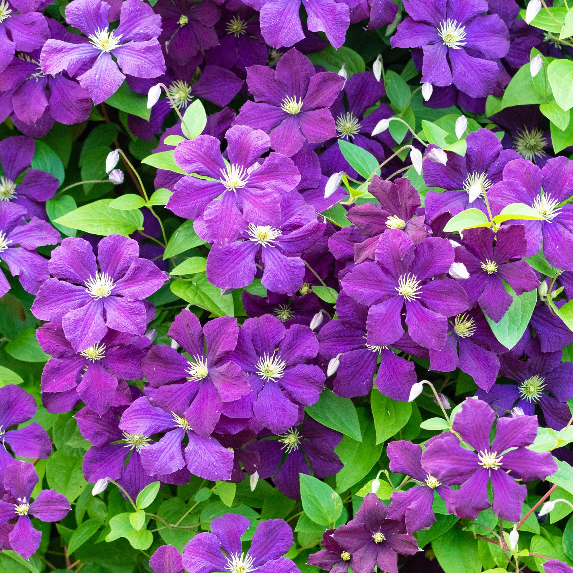 Gardenersdream - Clématite 'Esprit Polonais' plante grimpante à feuilles caduques et à fleurs violettes - GardenersDream - Image 1