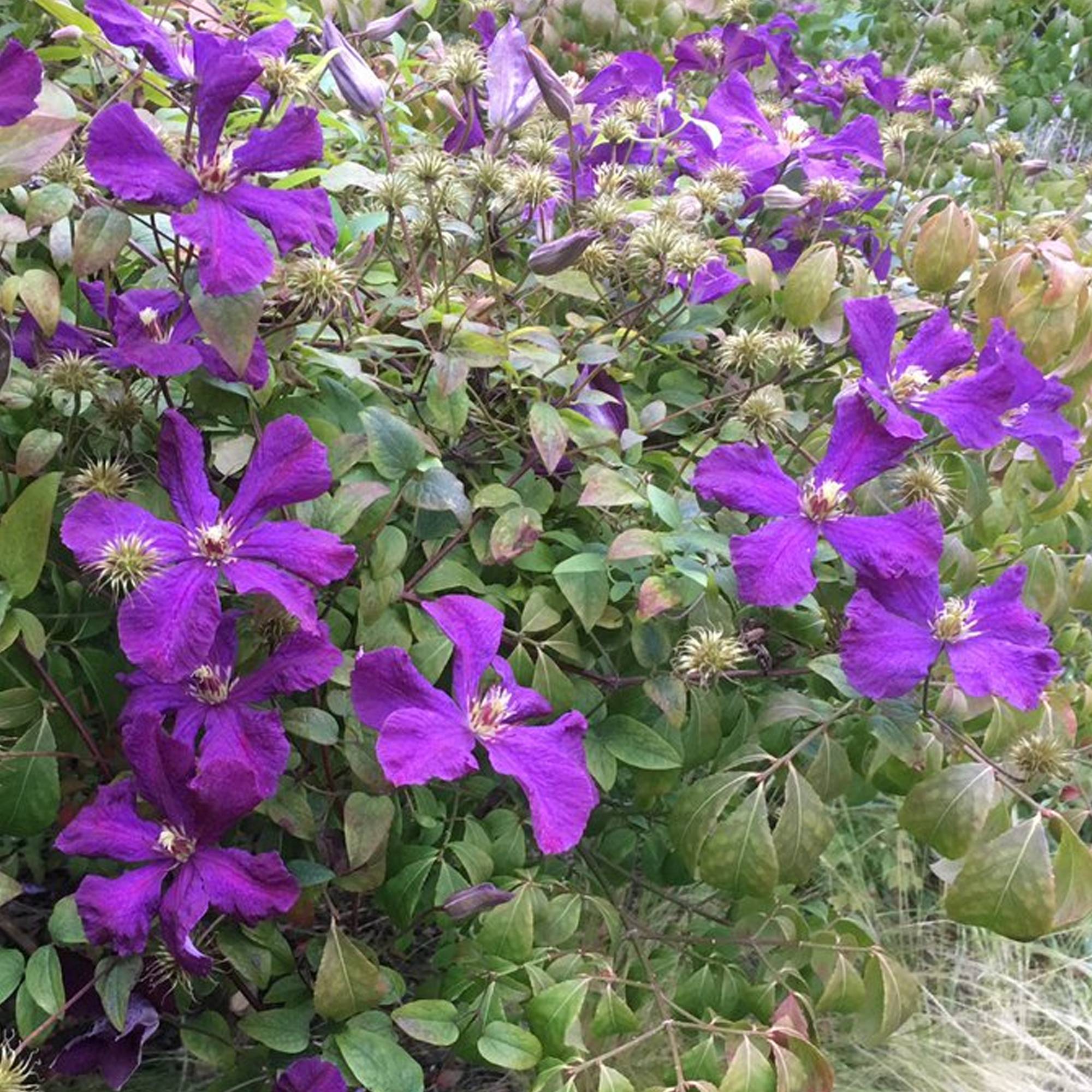 Gardenersdream - Clématite 'Esprit Polonais' plante grimpante à feuilles caduques et à fleurs violettes - GardenersDream - Image 2