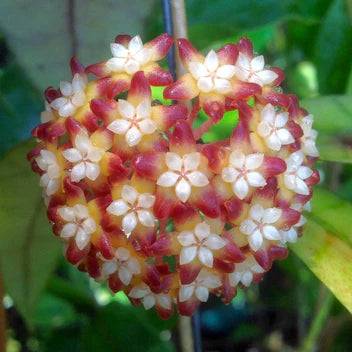 Hoya Black Cat (Meredithii IML 3576) - Pot de 8cm - Plantes d'intérieur - Image 1