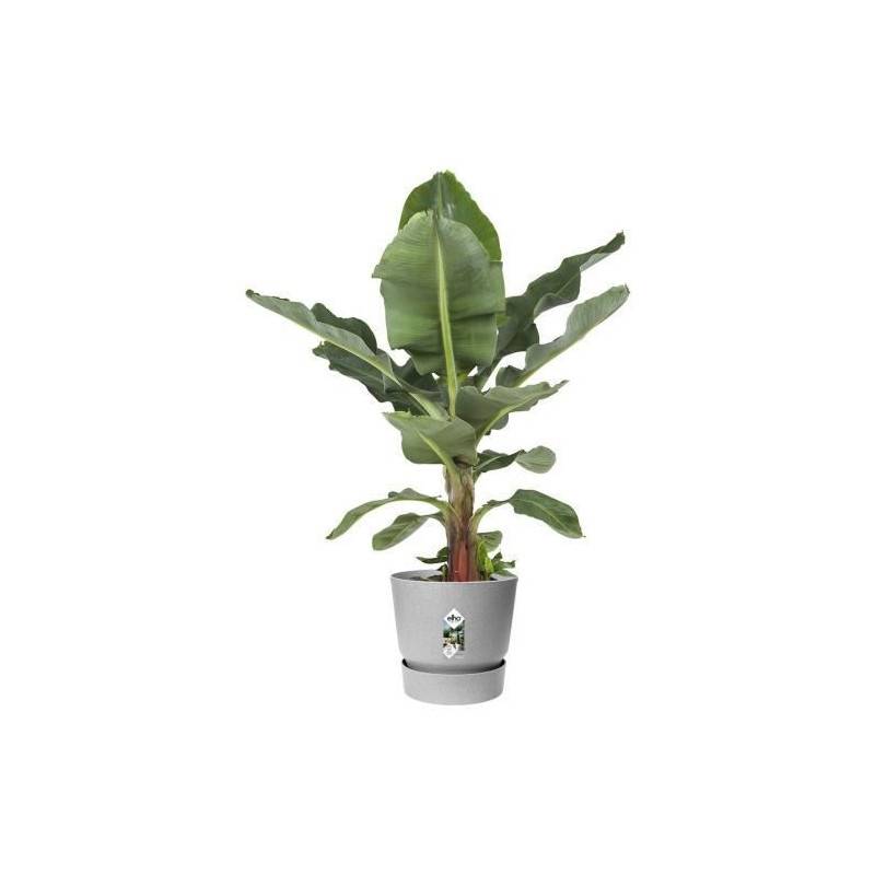 Elho - Elho Pot De Fleurs Rond Greenville 40 - Exterieur - O 39 X H 36,8 Cm - Gris Beton Vivant - Image 5