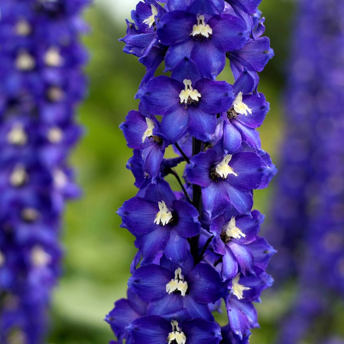 Delphinium Dark Blue-White Bee - Pied d'Alouette vivace Godet de 8/9 cm