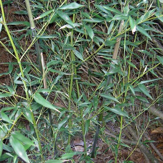 Bambou - Phyllostachys bissetii Pot de 12L/15L - Image 1