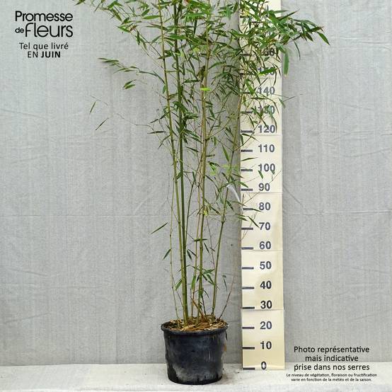Bambou - Phyllostachys bissetii Pot de 12L/15L - Image 2