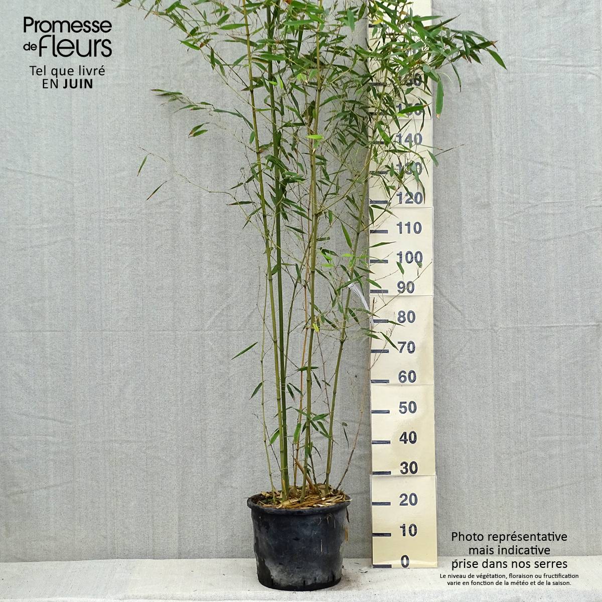 Bambou - Phyllostachys bissetii  Pot de 12L/15L - Image 2
