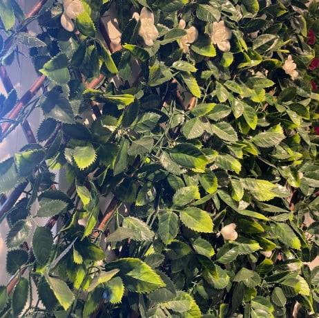 James Grass - France Green - Treillis extensible feuilles de jasmin fleuri, Long 4 m, Hauteur 1 m - Image 5