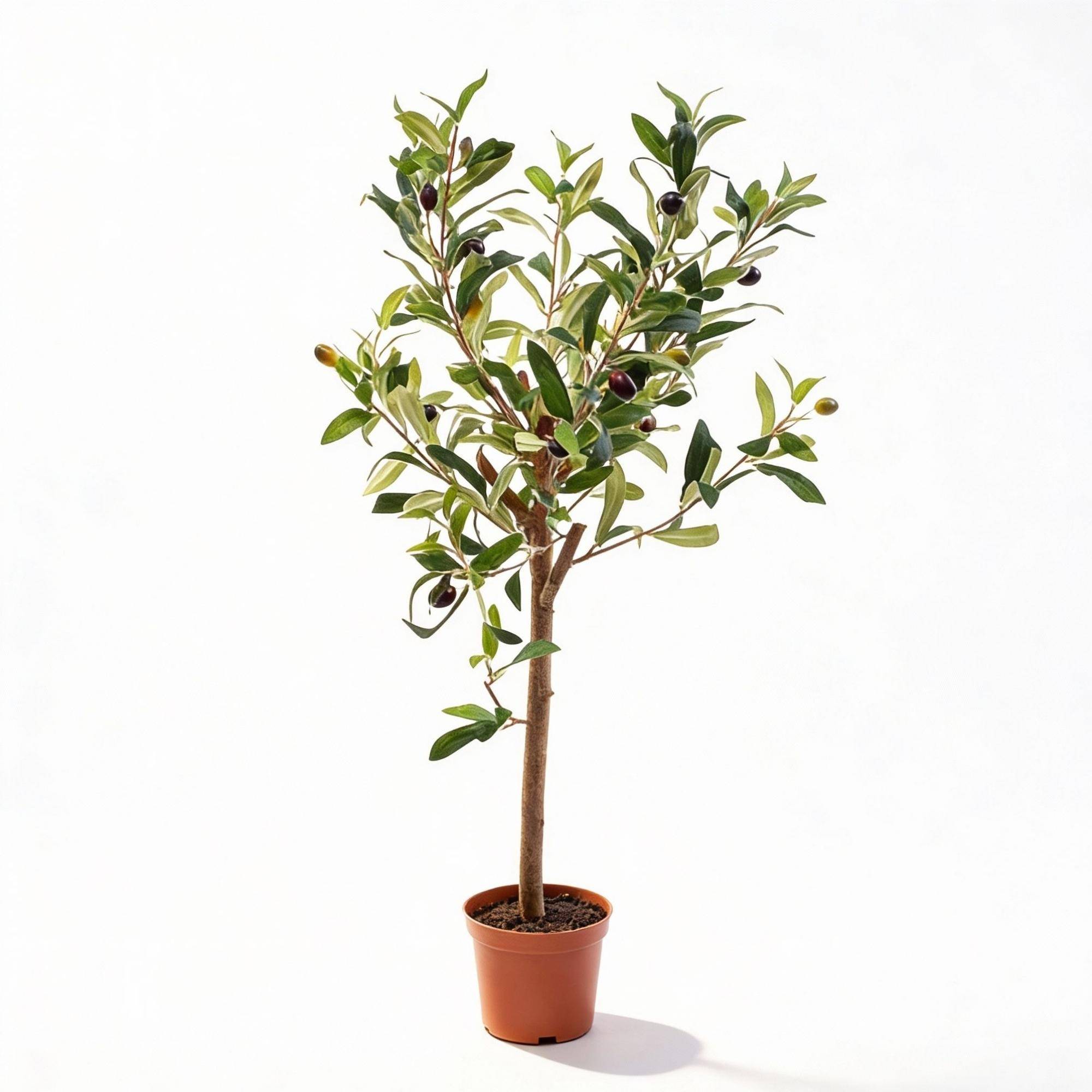 PANGIVO - Olivier artificiel en pot plastique vert 30 x 30 x 65 cm - PANGIVO - Image 1