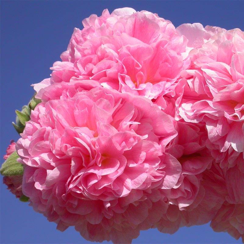 Rose trémière - Alcea rosea Chater's Double Rose Godet de 7/8 cm