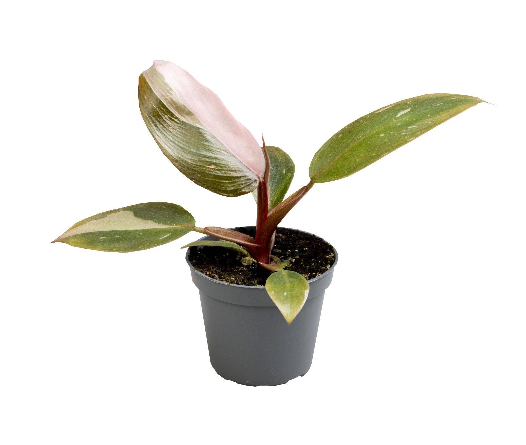 Mini Philodendron Pink Princess 12cm - Image 2