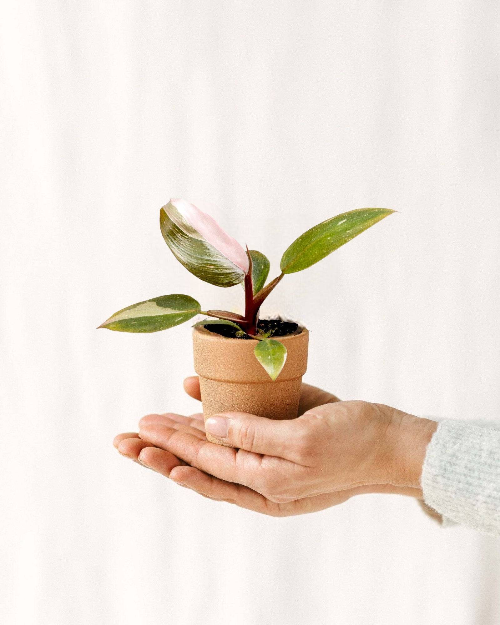 Mini Philodendron Pink Princess 12cm - Image 1