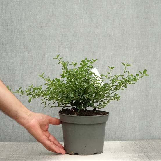 Ceanothus thyrsiflorus repens - Lilas de Californie Pot de 2L/3L - Image 2