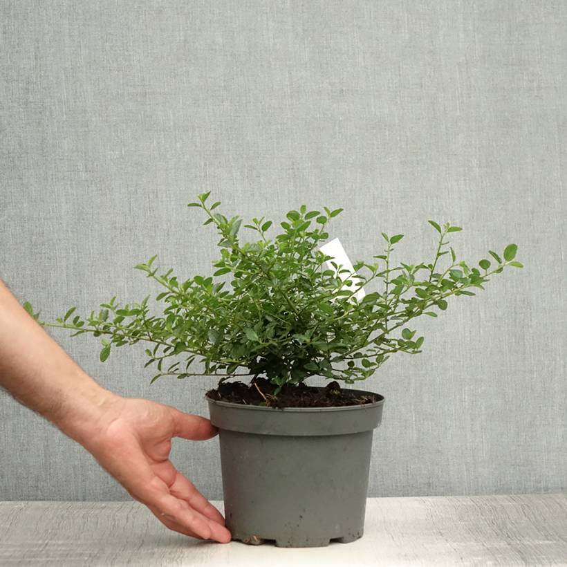 Ceanothus thyrsiflorus repens - Lilas de Californie Pot de 2L/3L - Image 2