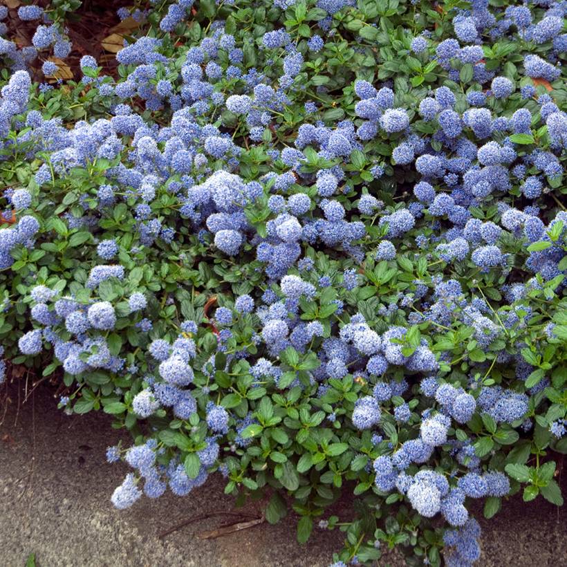 Ceanothus thyrsiflorus repens - Lilas de Californie Pot de 2L/3L - Image 1