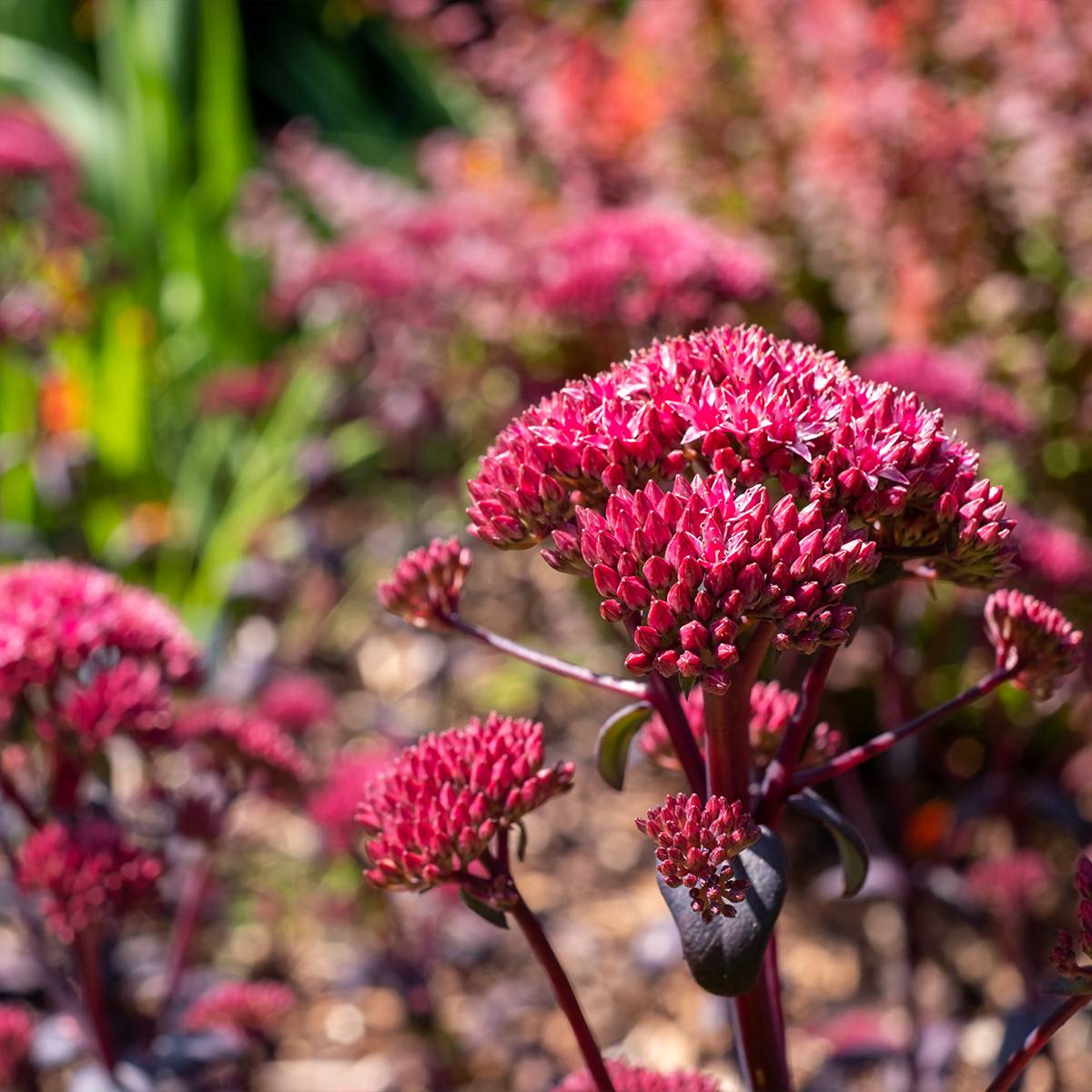 Promesse de Fleurs - Sedum Red Cauli - Orpin Pot de 2L/3L