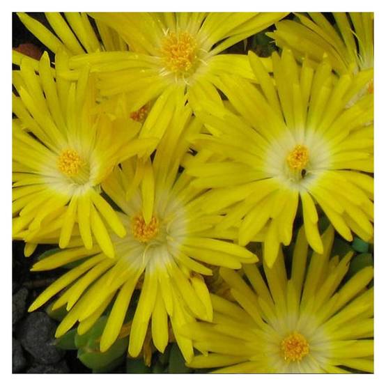 Delosperma Golden Wonder®, Pourpier vivace à fleurs Jaune - feuillage Persistant - Pot de 3L - 20/40 cm- hauteur à maturité De 0,15 m à 0,50 m