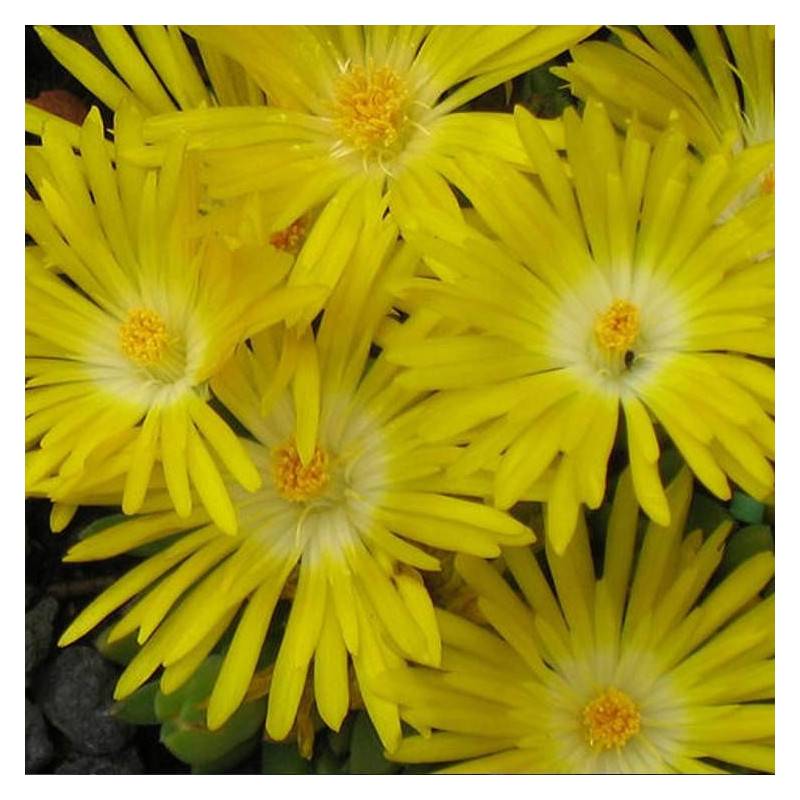 Delosperma Golden Wonder®, Pourpier vivace à fleurs Jaune - feuillage Persistant - Pot de 3L - 20/40 cm-  hauteur à maturité De 0,15 m à 0,50 m