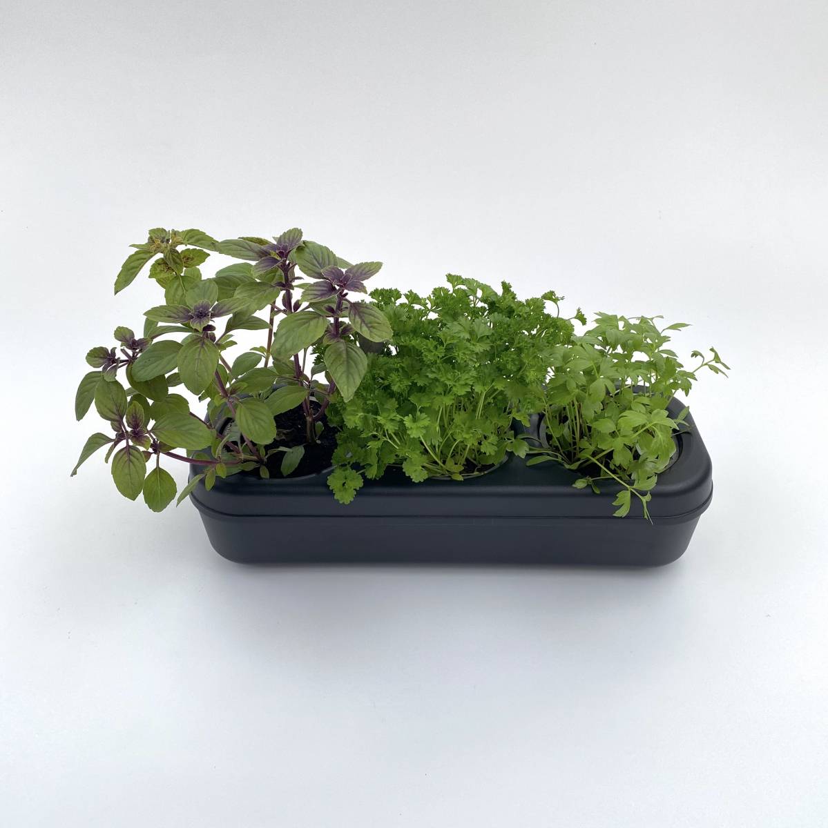 Potager prêt-à-planter 3 aromatiques (Coriandre, Basilic, Aneth) - The Urban Permaculture - Image 1