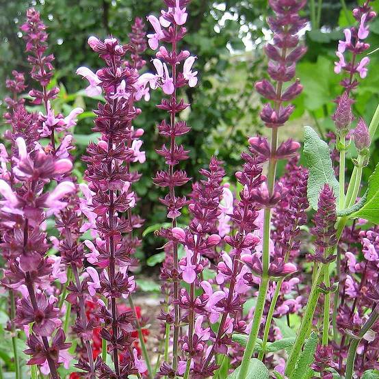 Salvia superba Reine Rose - Sauge des bois Godet de 8/9 cm
