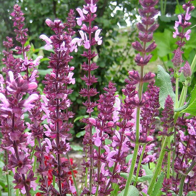 Salvia superba Reine Rose - Sauge des bois Godet de 8/9 cm