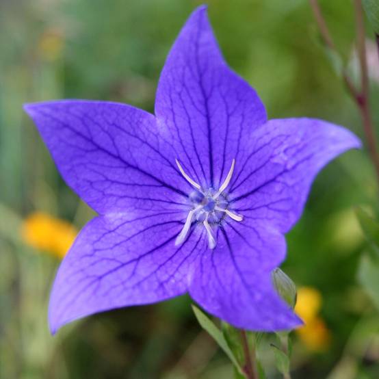 Platycodon grandiflorus Fuji Blue Godet de 8/9 cm