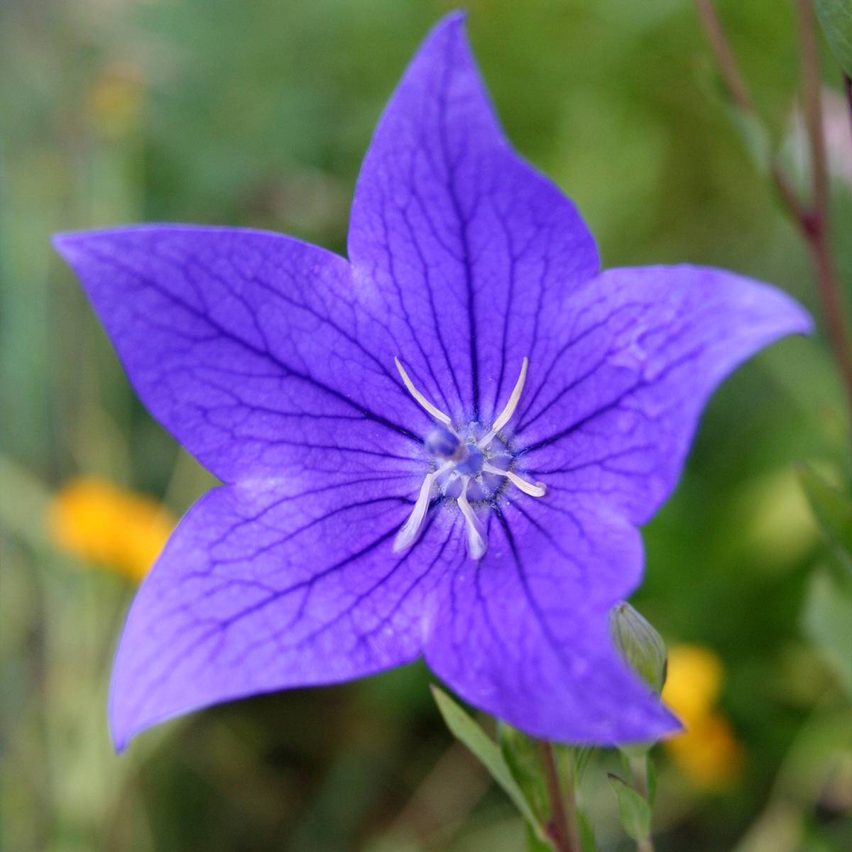 Platycodon grandiflorus Fuji Blue Godet de 8/9 cm
