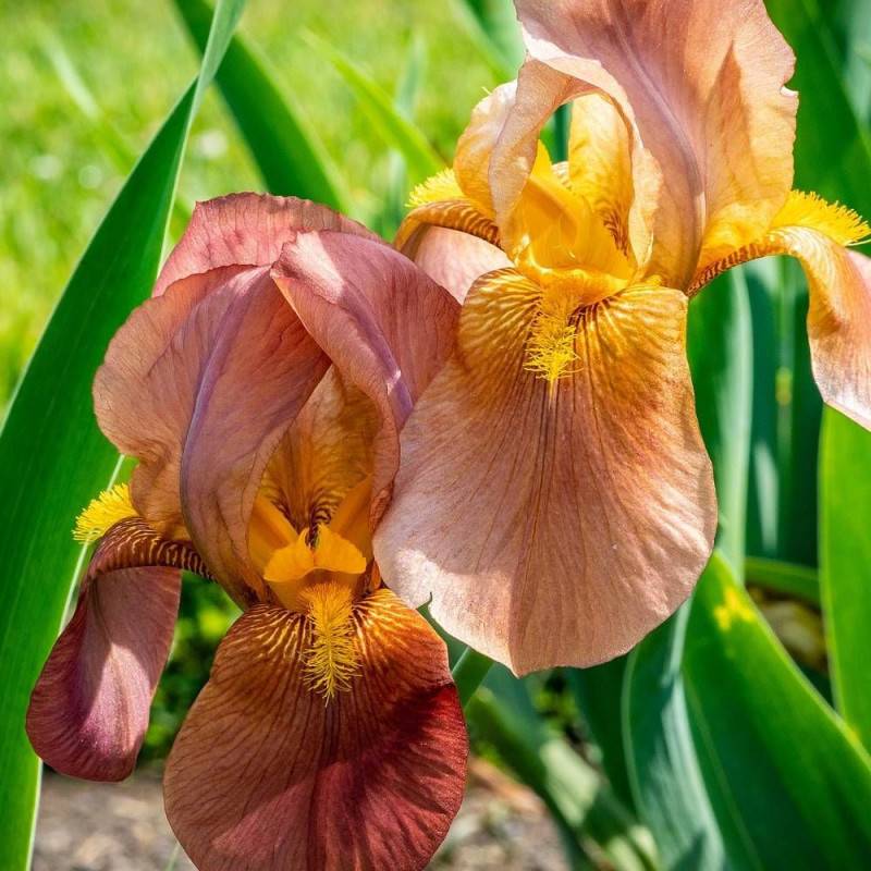 Iris des jardins Natchez Trace à fleurs Orange/Rouge - feuillage Caduc - Godet - 5/20 cm - Image 1