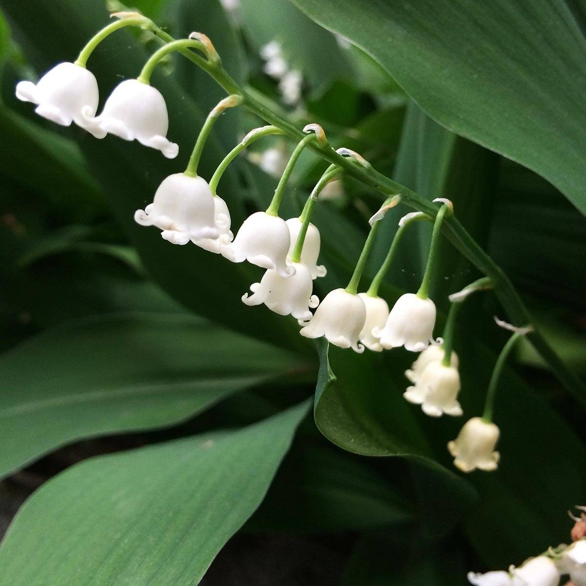 Promesse de Fleurs - Muguet - Convallaria majalis Bordeaux Godet de 8/9 cm