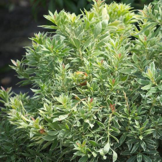 Andromède du Japon Little Heath, Pieris à fleurs Blanche/ - feuillage Persistant - Pot de 3L - 20/40 cm - Image 1
