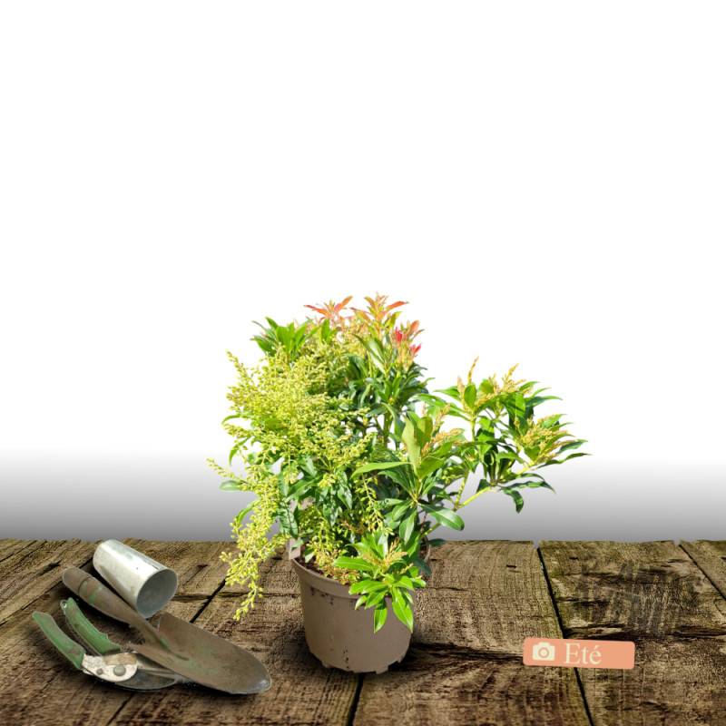 Andromède du Japon Little Heath, Pieris à fleurs Blanche/ - feuillage Persistant - Pot de 3L - 20/40 cm - Image 3