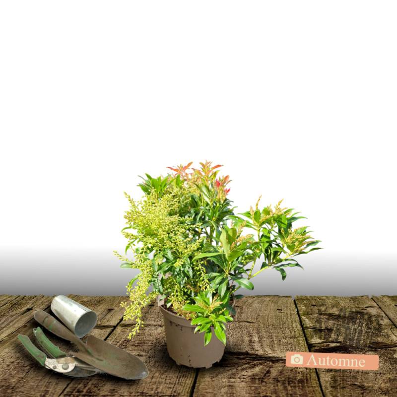 Andromède du Japon Little Heath, Pieris à fleurs Blanche/ - feuillage Persistant - Pot de 3L - 20/40 cm - Image 2