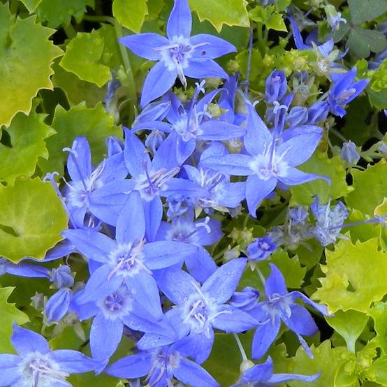 Campanula garganica Dickson s Gold - Campanule étoilée Pot de 2L/3L