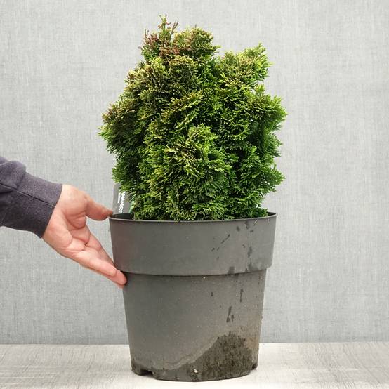 Chamaecyparis obtusa Aurea - Faux cyprès hinoki du Japon Pot de 12L/15L, Tige, Tige de 60 cm - Image 2