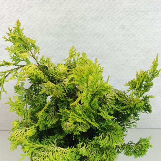 Chamaecyparis obtusa Aurea - Faux cyprès hinoki du Japon Pot de 12L/15L, Tige, Tige de 60 cm - Image 1