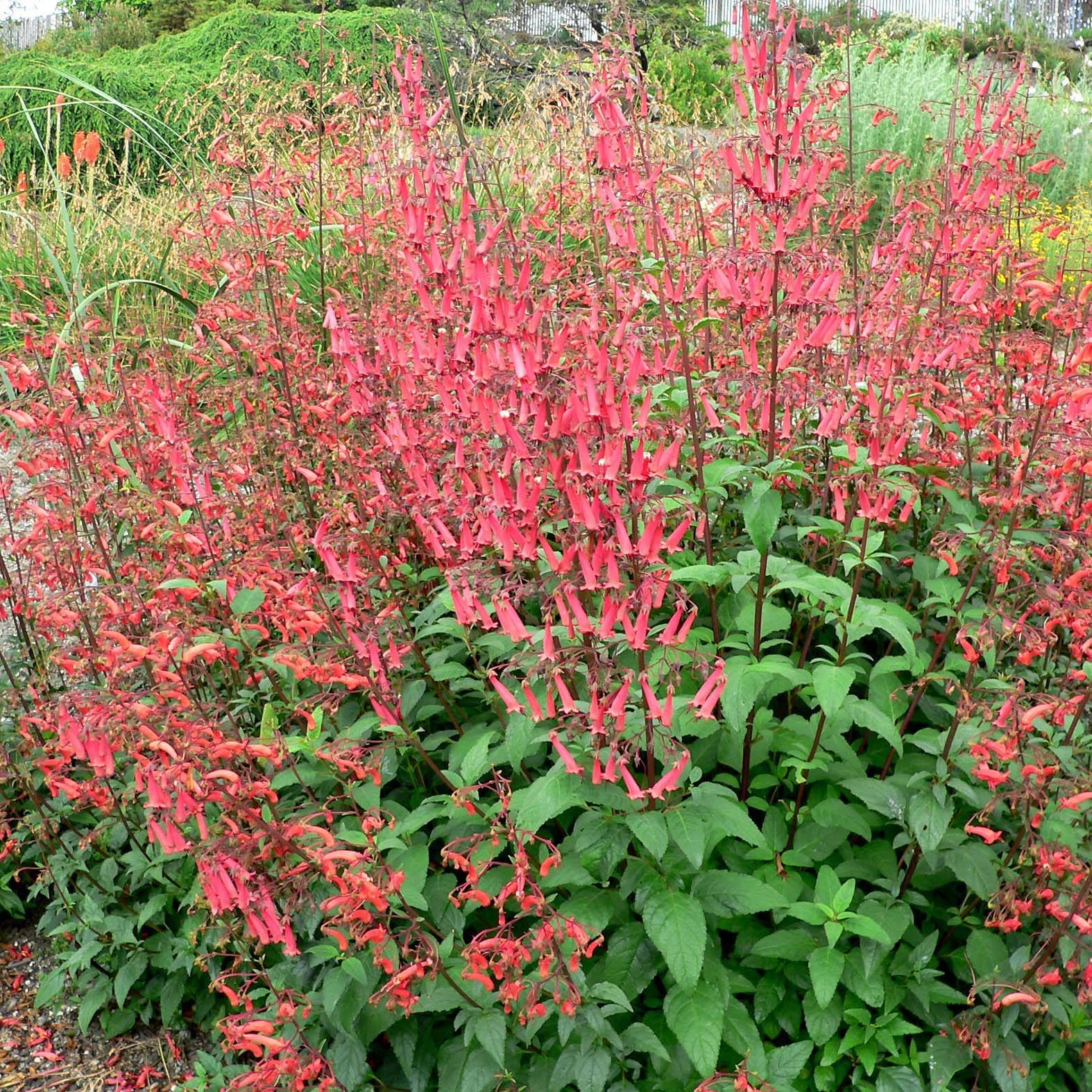 Phygelius capensis - Fuchsia du Cap Godet de 8/9 cm