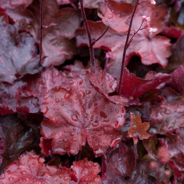 Promesse de Fleurs - Heuchère - Heuchera Fire Chief Godet de 8/9 cm