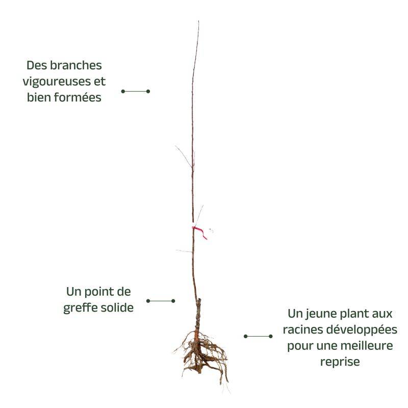 Amandier 'Princesse' (Prunus dulcis 'Princesse') - Scion de 80 à 100cm - Pépinières Naudet - Image 3