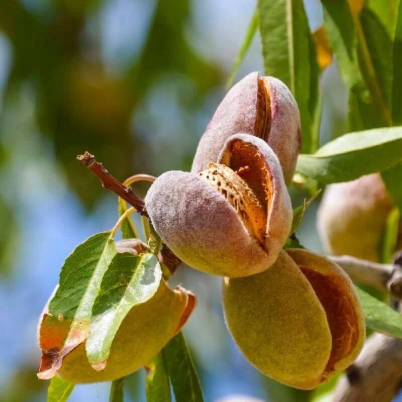 Amandier 'Princesse' (Prunus dulcis 'Princesse') - Scion de 80 à 100cm - Pépinières Naudet - Image 1