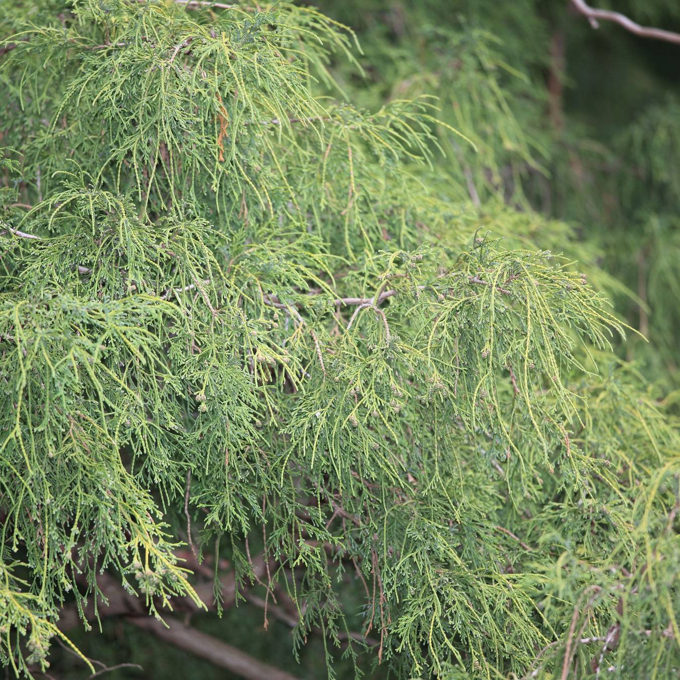 Cyprès Sawara - Chamaecyparis pisifera Filifera                 Pot de 2L/3L - Image 1