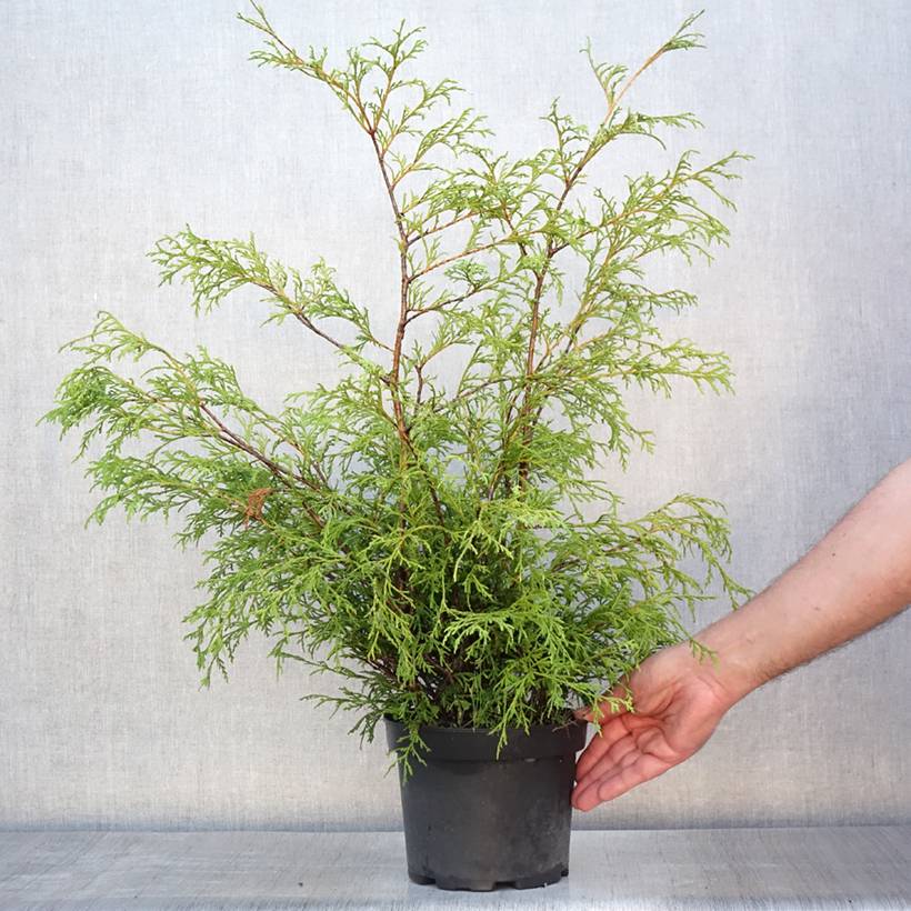 Cyprès Sawara - Chamaecyparis pisifera Filifera                 Pot de 2L/3L - Image 2