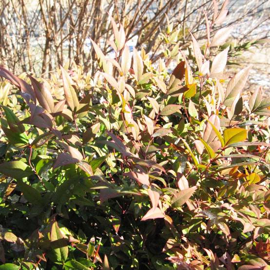 Nandina domestica Gulf Stream - Bambou sacré orange cuivre Pot de 7,5L/10L - Image 1