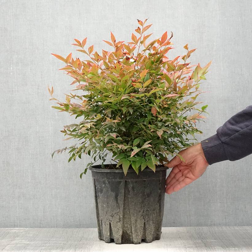 Nandina domestica Gulf Stream - Bambou sacré orange cuivre Pot de 7,5L/10L - Image 2